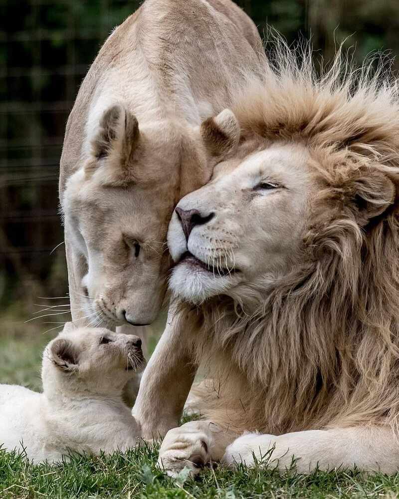 Ranbir alia welcoming baby