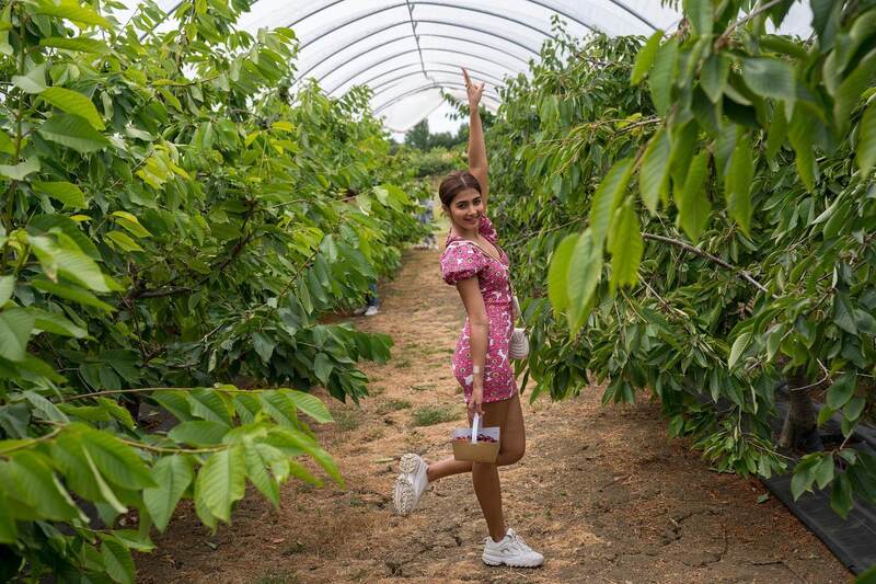 Pooja hedge new clicks